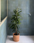 Sant Antoni | RENTAL